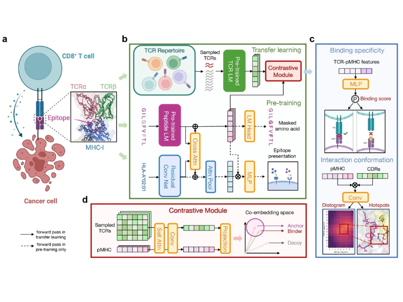 上海交大歐竑宇研究組合作研發預測CD8+T細胞受體識別抗原表位的新方法